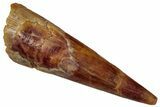 Fossil Pterosaur (Siroccopteryx) Tooth - Morocco #299802-1